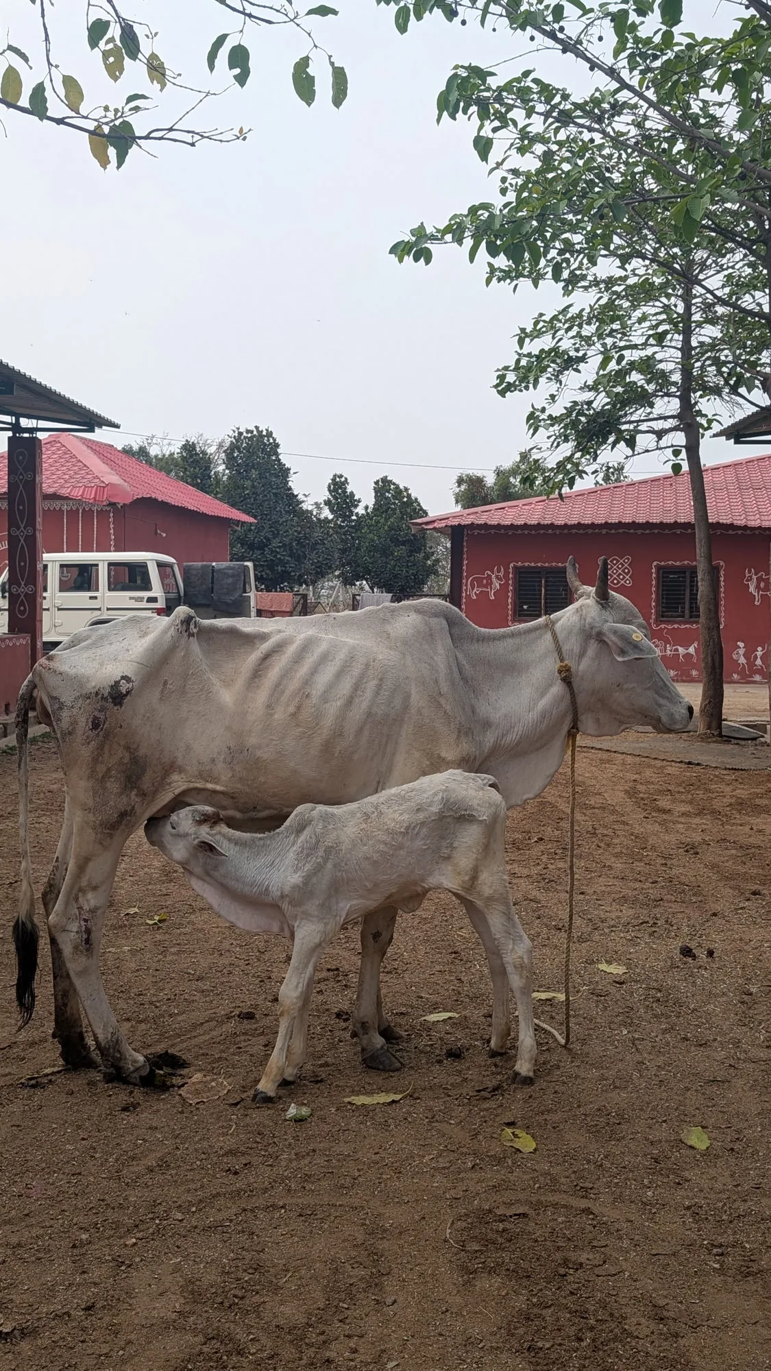 A small child gently hugging a young calf