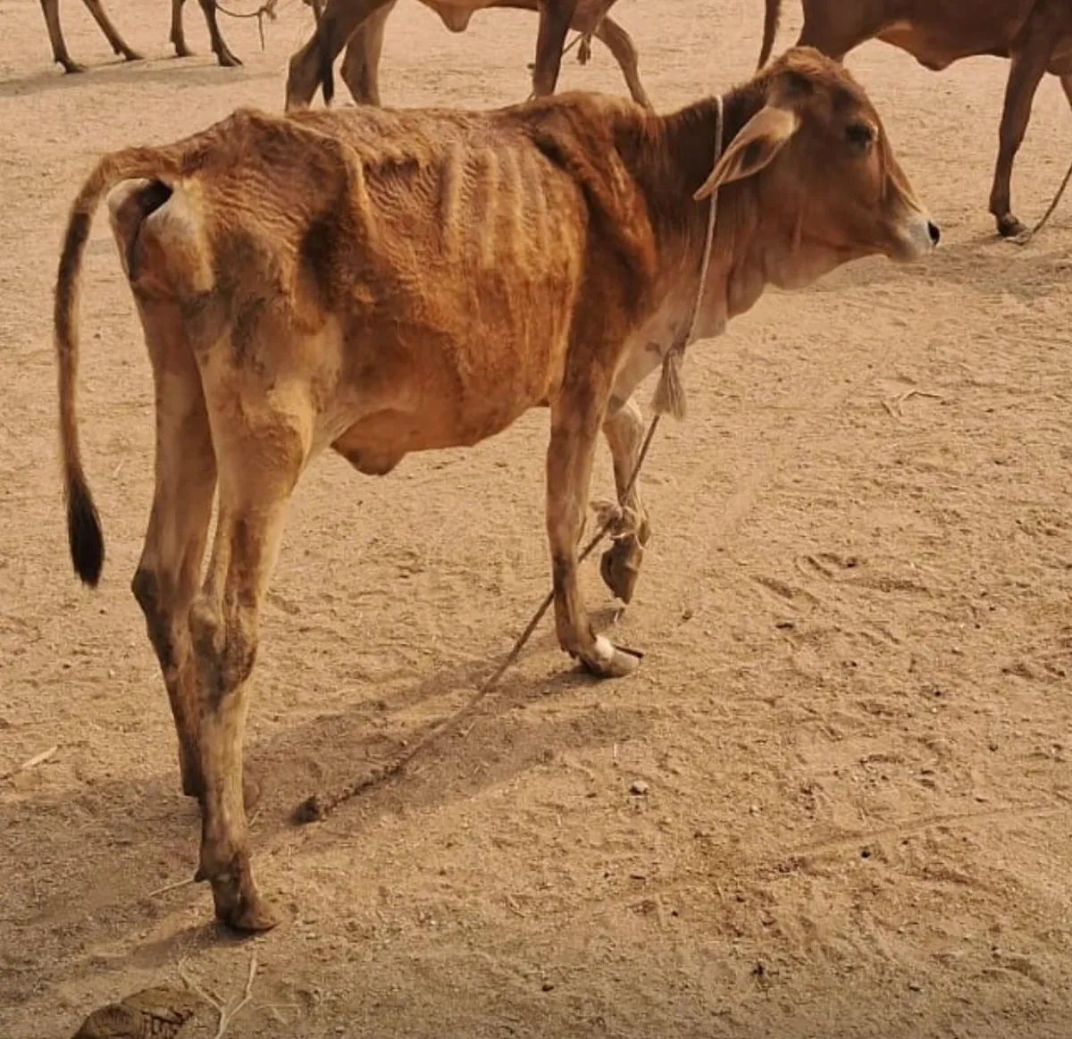 A severely malnourished rescued cow at Kāmya, ribs and hip bones visible