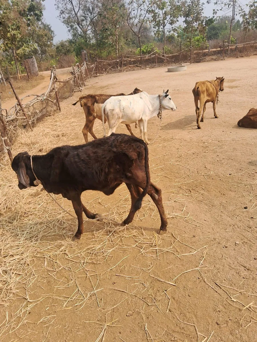 A severely malnourished rescued cow at Kāmya, ribs and hip bones visible