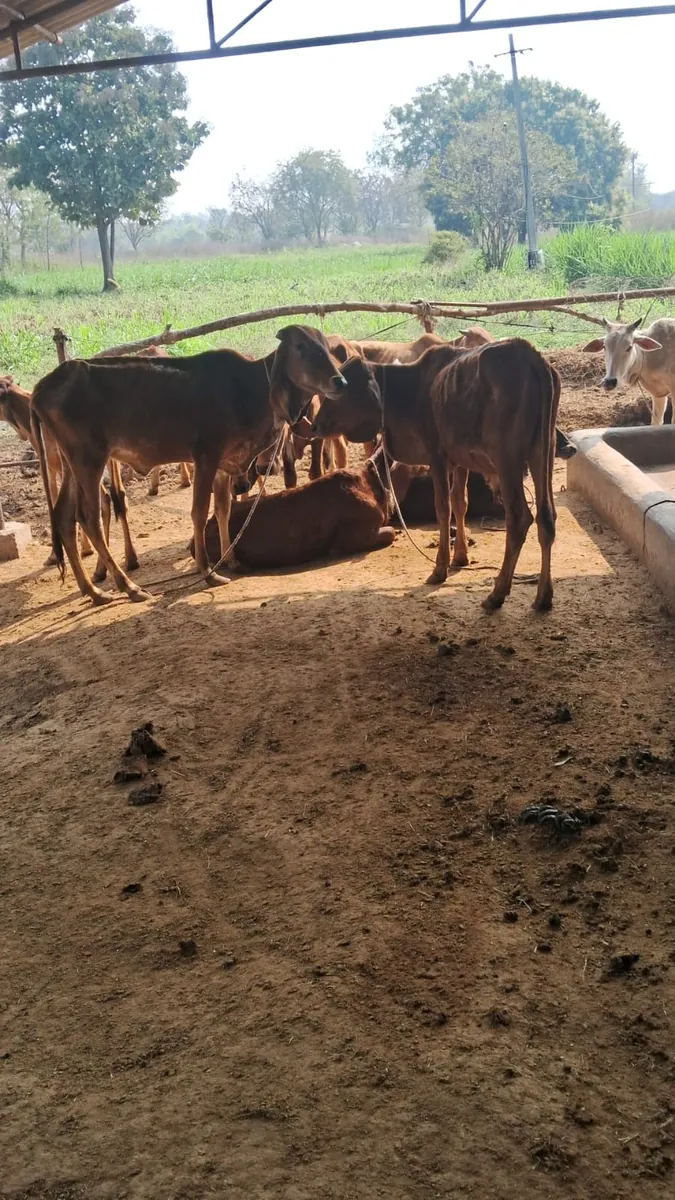 A severely malnourished rescued cow at Kāmya, ribs and hip bones visible